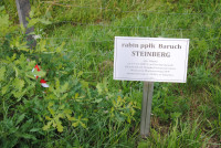  Pielgrzymka Żywego Różańca 