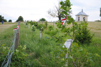  Pielgrzymka Żywego Różańca 